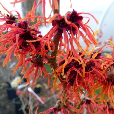 Hamamelis Jelena