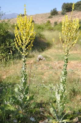 verbascum-pulverulentum