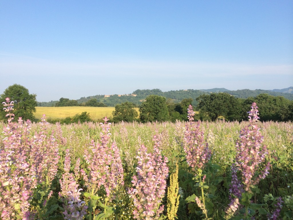 Salvia Sclarea