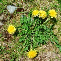 taraxacum_officinale_1238635219