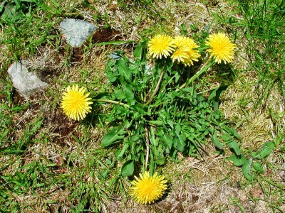 taraxacum_officinale_1238635219