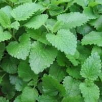 lemon-balm-melissa-officinalis-seeds-palm-beach-medicinal-herbs