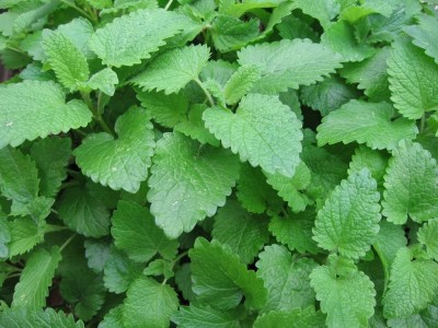 lemon-balm-melissa-officinalis-seeds-palm-beach-medicinal-herbs