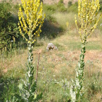 verbascum-pulverulentum