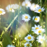 Spring flowers. Daisy flower on green meadow