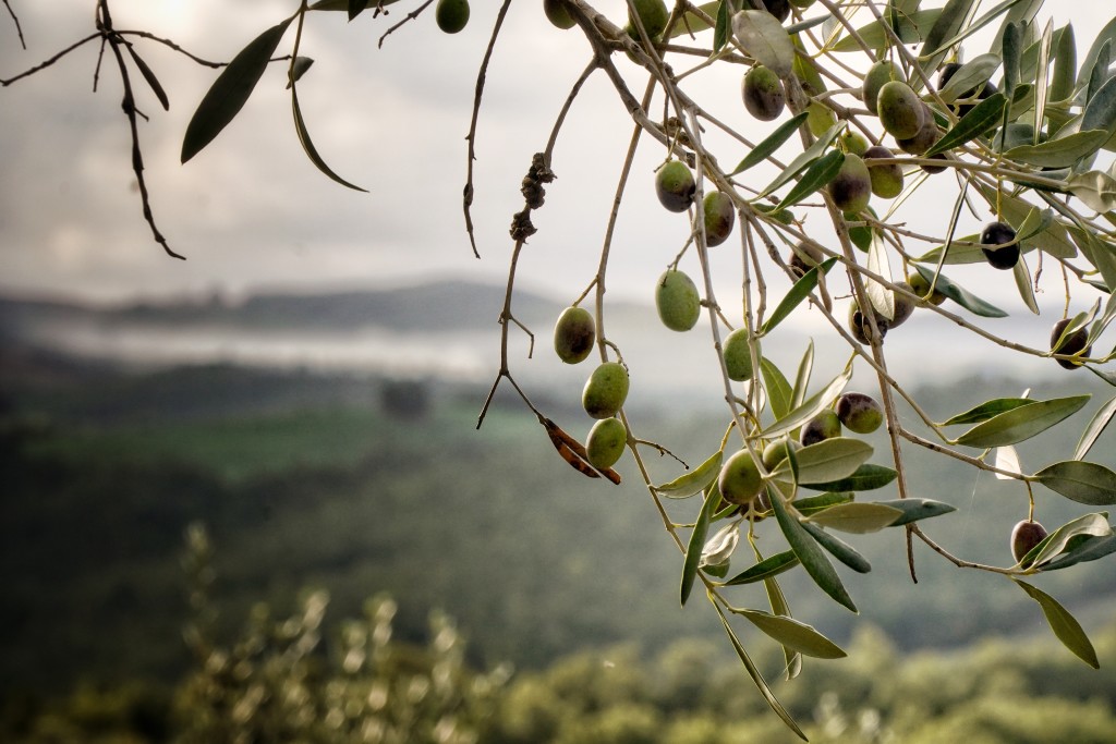 Fattoria La Maliosa olive