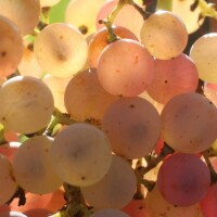 vini-naturali-La Maliosa