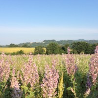 Salvia Sclarea